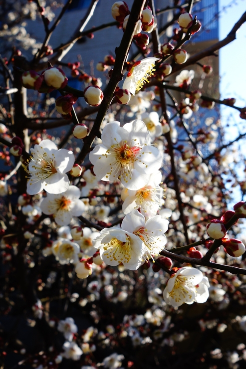 鎌倉2015 その5～葉祥明美術館と建長寺_a0287336_2234713.jpg