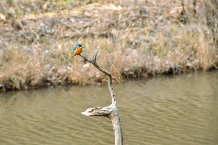 春の四季の森公園散歩_d0166643_20503189.jpg