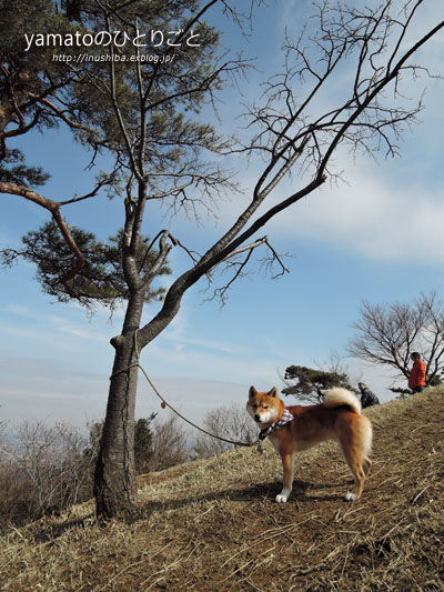 <柴犬と登山>-菰野富士-再訪@三重県三重郡菰野町_a0286855_10393935.jpg