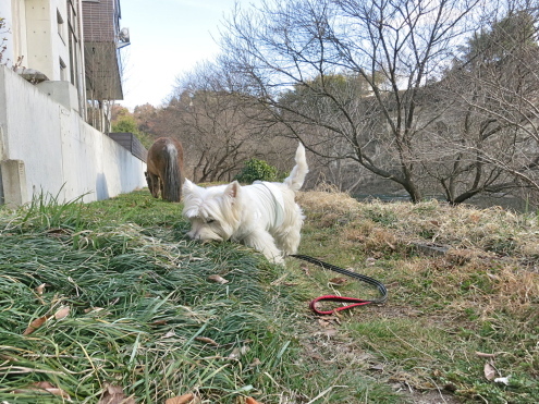 Bコース「ポーちゃんと龍のヒゲ」_c0260460_19025767.jpg
