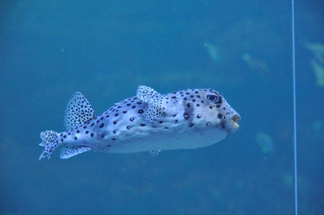 大水槽のいろいろな魚たち_c0081462_20371937.jpg