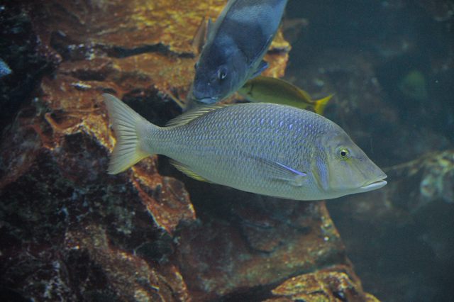 大水槽のいろいろな魚たち_c0081462_20375048.jpg