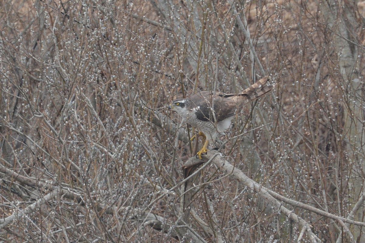 オオタカ親子 そのⅠ 親鳥_f0053272_9271910.jpg