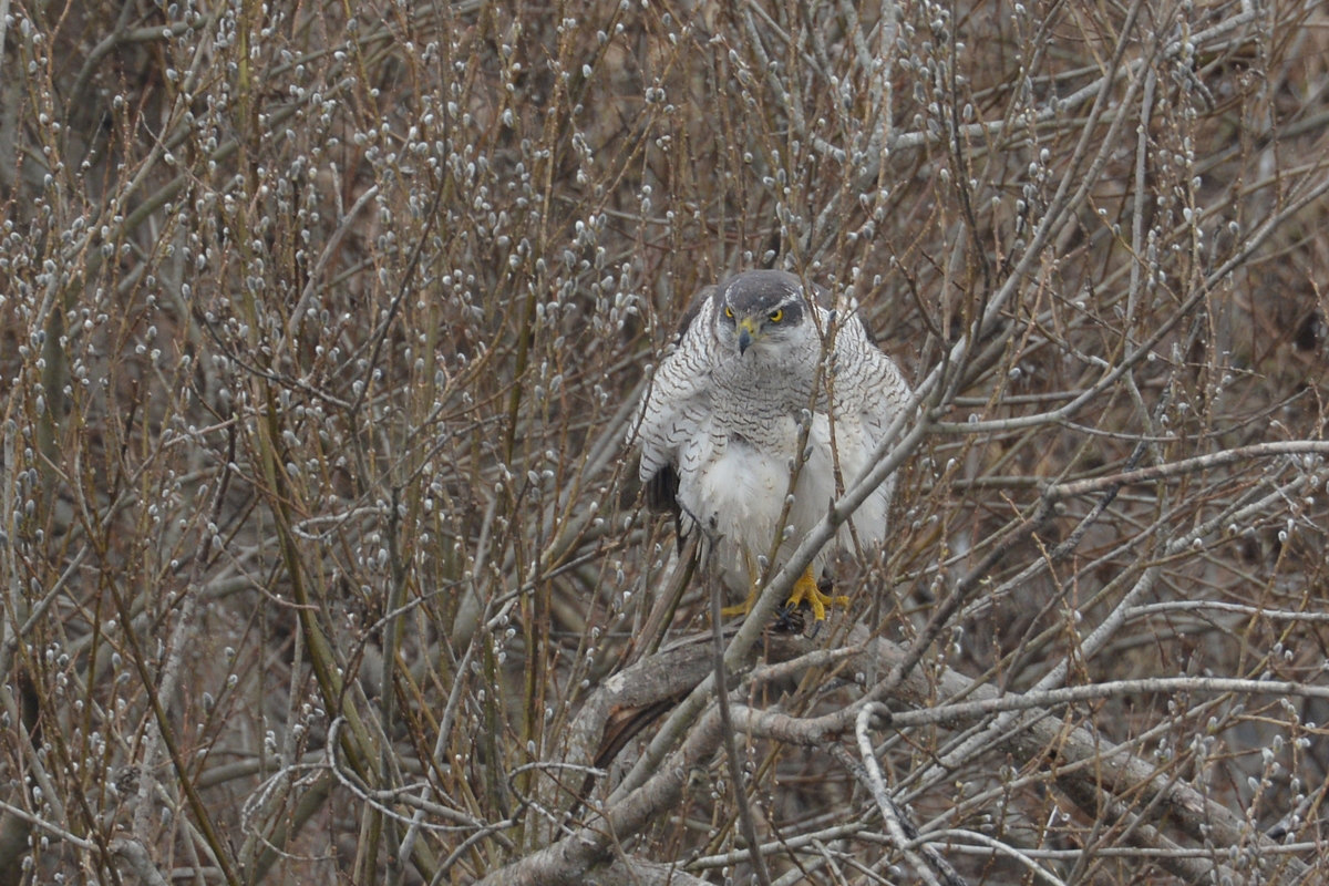 オオタカ親子 そのⅠ 親鳥_f0053272_9273745.jpg