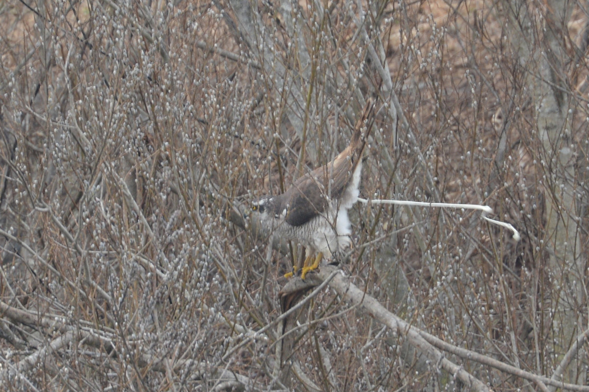 オオタカ親子 そのⅠ 親鳥_f0053272_927658.jpg