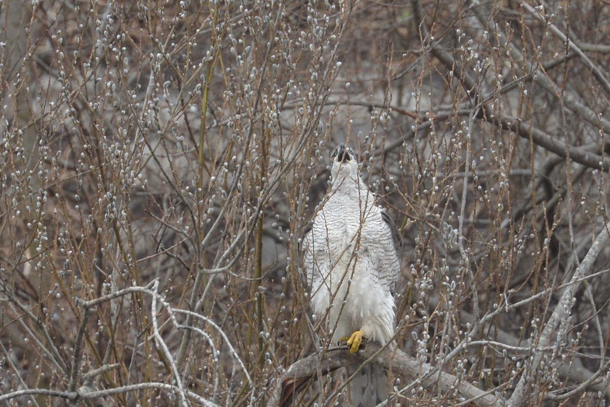 オオタカ親子 そのⅠ 親鳥_f0053272_9282392.jpg