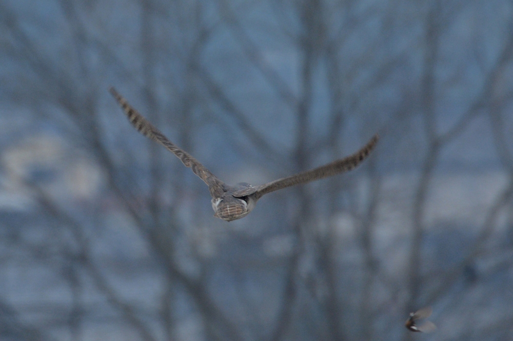 オオタカ親子 そのⅠ 親鳥_f0053272_9292057.jpg