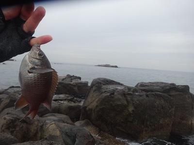 窯が冷めるまでの間に釣りへ_d0195183_18334784.jpg