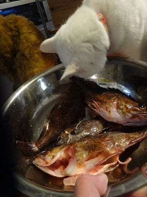 窯が冷めるまでの間に釣りへ_d0195183_1934422.jpg