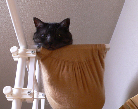 a0333195_08234939.png