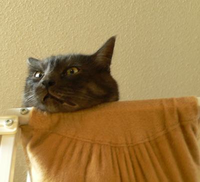 a0333195_08244520.png