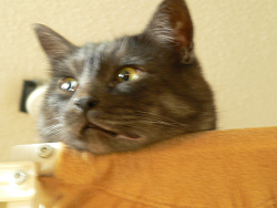 a0333195_08311185.png