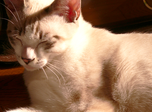 a0333195_08320731.png