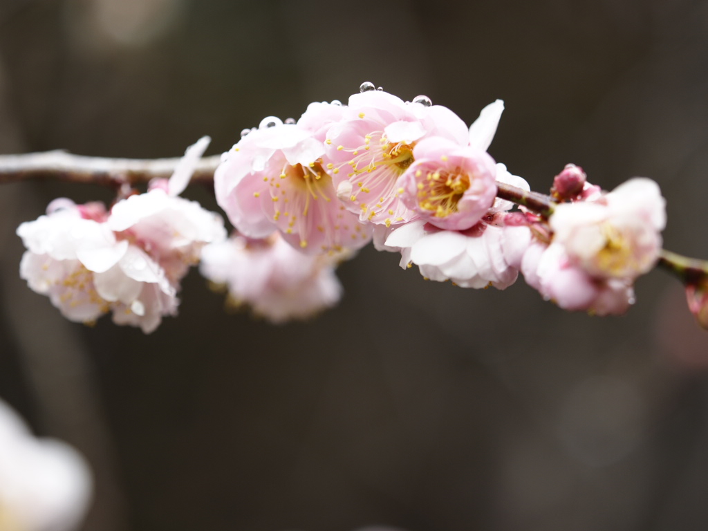 近所の桜と梅_d0020300_022388.jpg