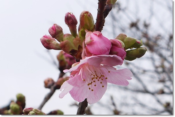 河津桜が一輪　　沈丁花_c0037204_17063044.jpg