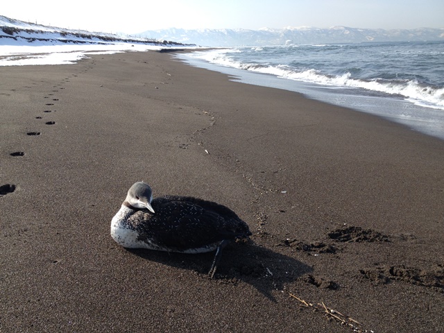 瀕死の海鳥_d0007814_23461293.jpg