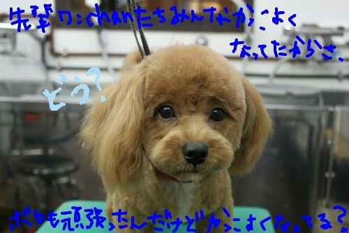 マイブーム_b0130018_20115552.jpg
