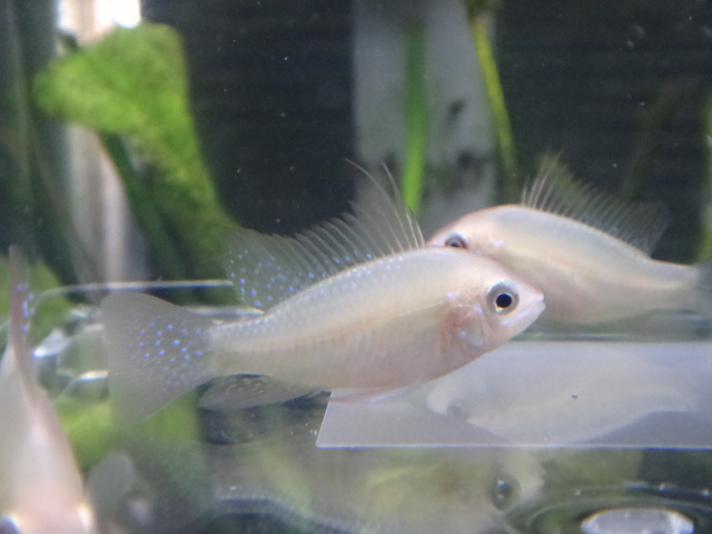 150226 熱帯魚・淡水魚・水草・観葉植物_f0189122_12565221.jpg