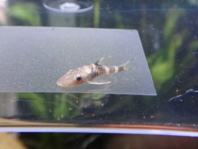 150226 熱帯魚・淡水魚・水草・観葉植物_f0189122_12592513.jpg
