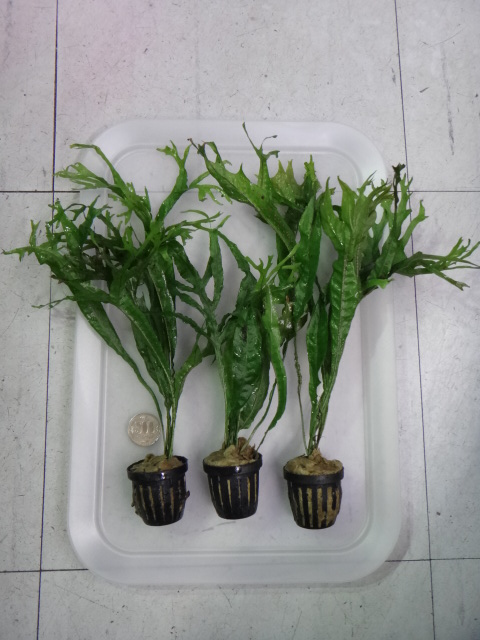 150226 熱帯魚・淡水魚・水草・観葉植物_f0189122_13202121.jpg
