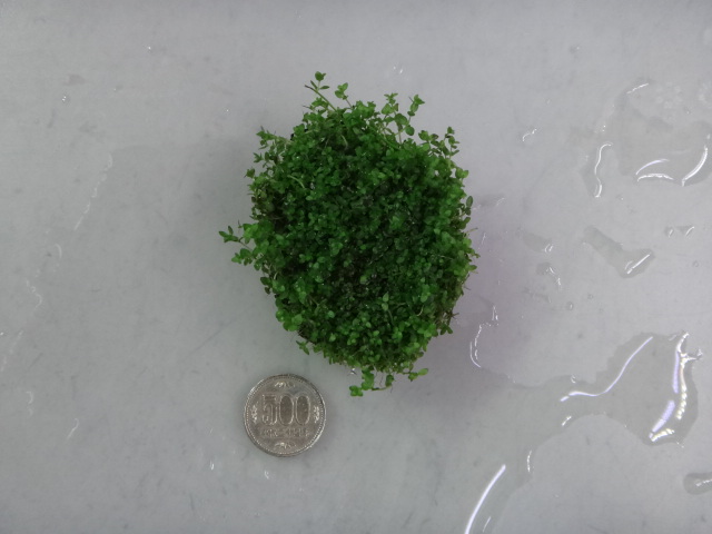 150226 熱帯魚・淡水魚・水草・観葉植物_f0189122_1341184.jpg