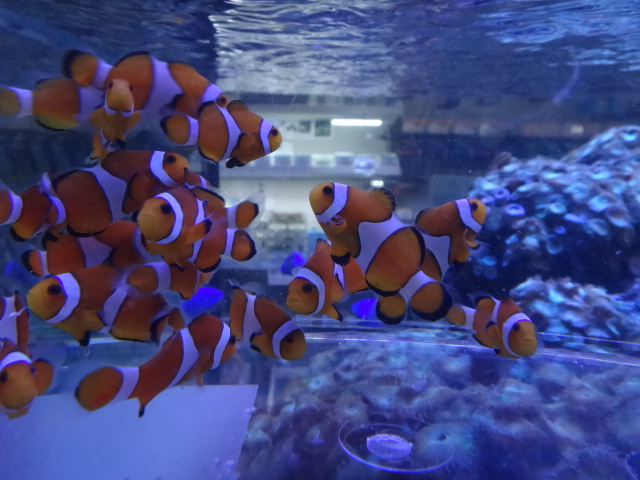 150226 熱帯魚・淡水魚・水草・観葉植物_f0189122_20173661.jpg