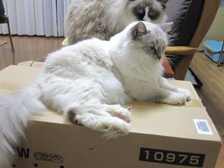 c0053625_22122681.jpg