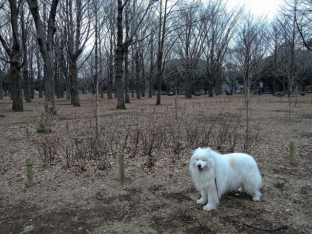 3週間ぶりおっきな公園_c0062832_12581531.jpg