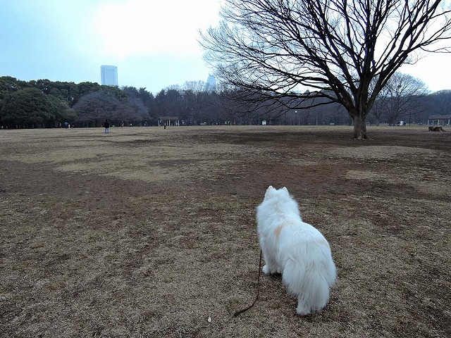 3週間ぶりおっきな公園_c0062832_12582832.jpg