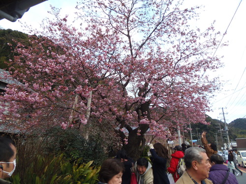 河津桜の咲き具合は（２月２１日、土）_c0147935_9511077.jpg