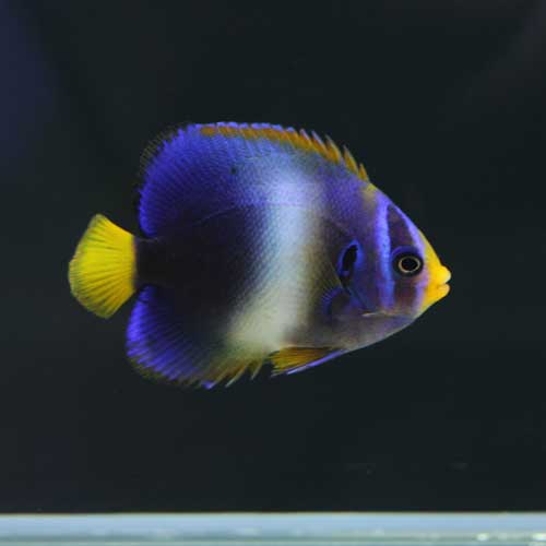 海水魚&シャコガイ。アップしました!_d0221436_0474482.jpg