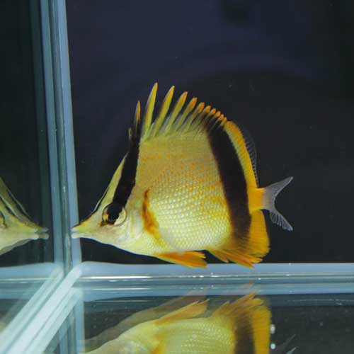 海水魚&シャコガイ。アップしました!_d0221436_0475491.jpg