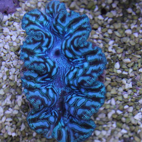 海水魚&シャコガイ。アップしました!_d0221436_0482436.jpg