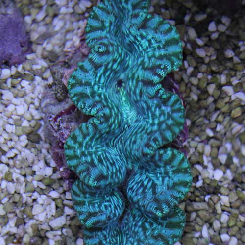 海水魚&シャコガイ。アップしました!_d0221436_0483935.jpg