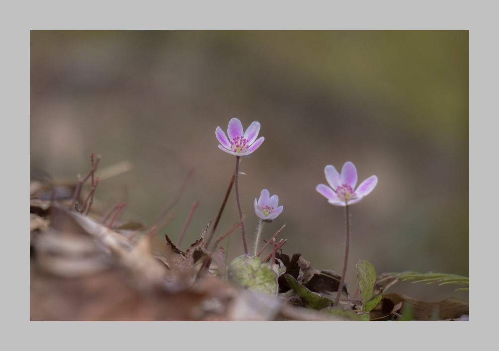 今年初の花撮影  0223-24_f0350240_10143170.jpg