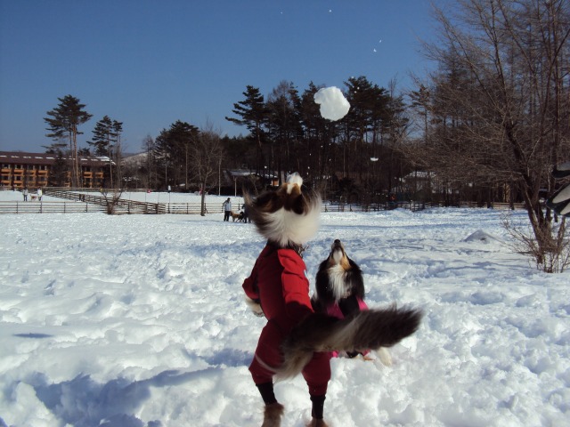 雪遊び&プール_e0195743_0594029.jpg