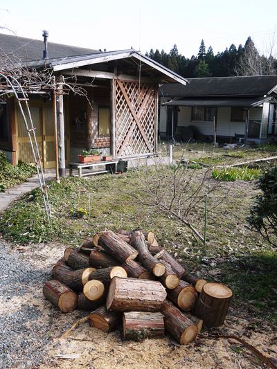 株式会社旬援隊の敷地内の様子 福寿草の開花と待ち遠しい春のお話し_a0254656_1814405.jpg