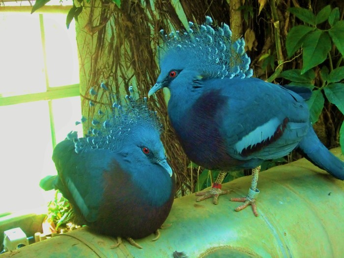 癒しの熱帯鳥温室 日々是好日
