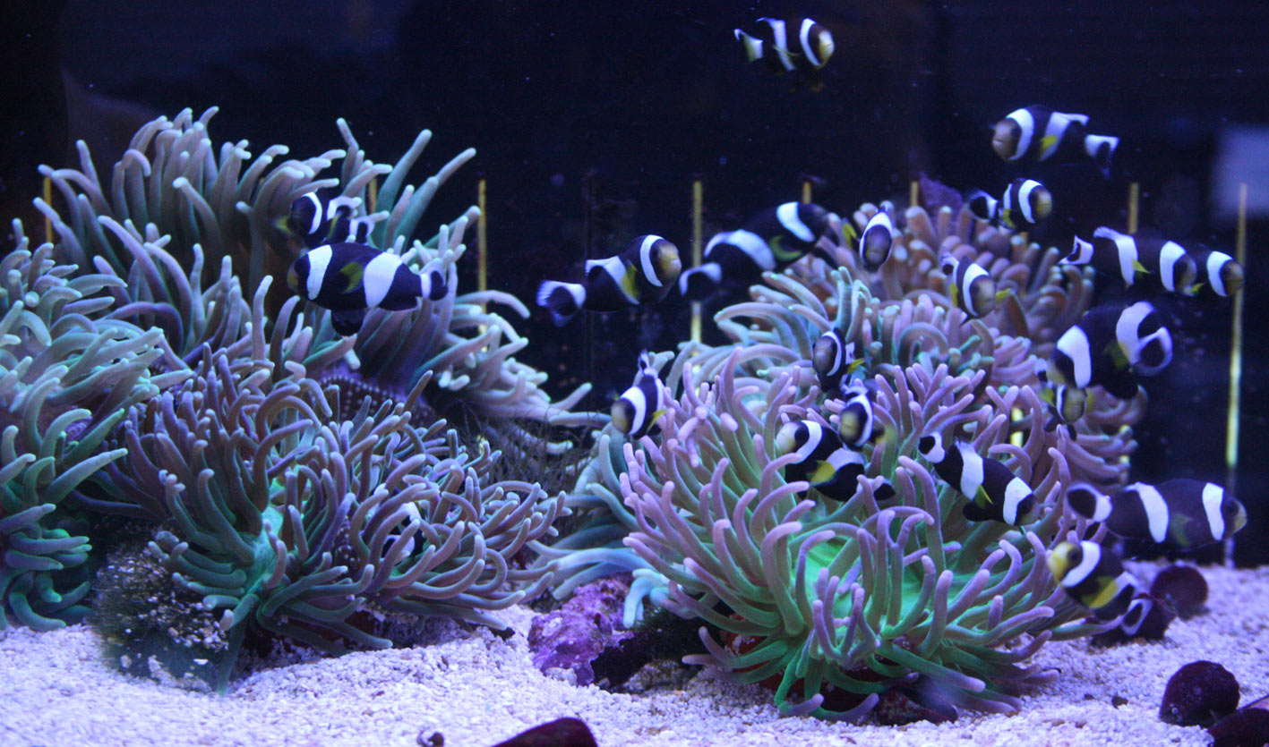 マニラ便と今週の趣味枠 ビーボックスアクアリウム 海水魚 サンゴ情報