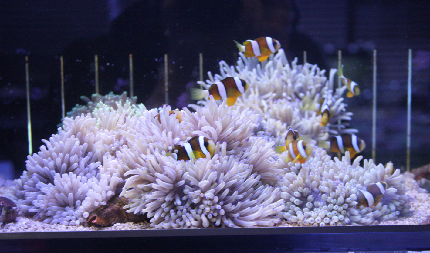 マニラ便と今週の趣味枠 ビーボックスアクアリウム 海水魚 サンゴ情報