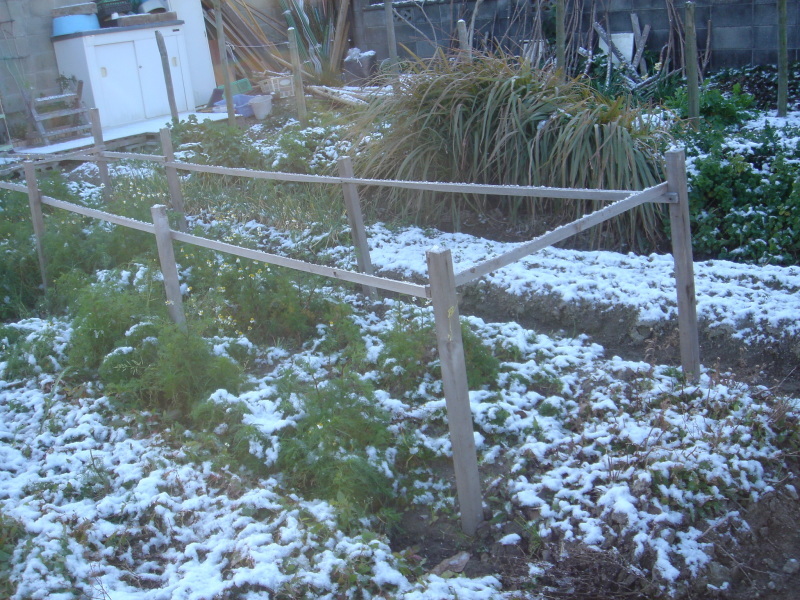 雪の中の根笹刈り　　in　　うみべの森_c0108460_22573584.jpg