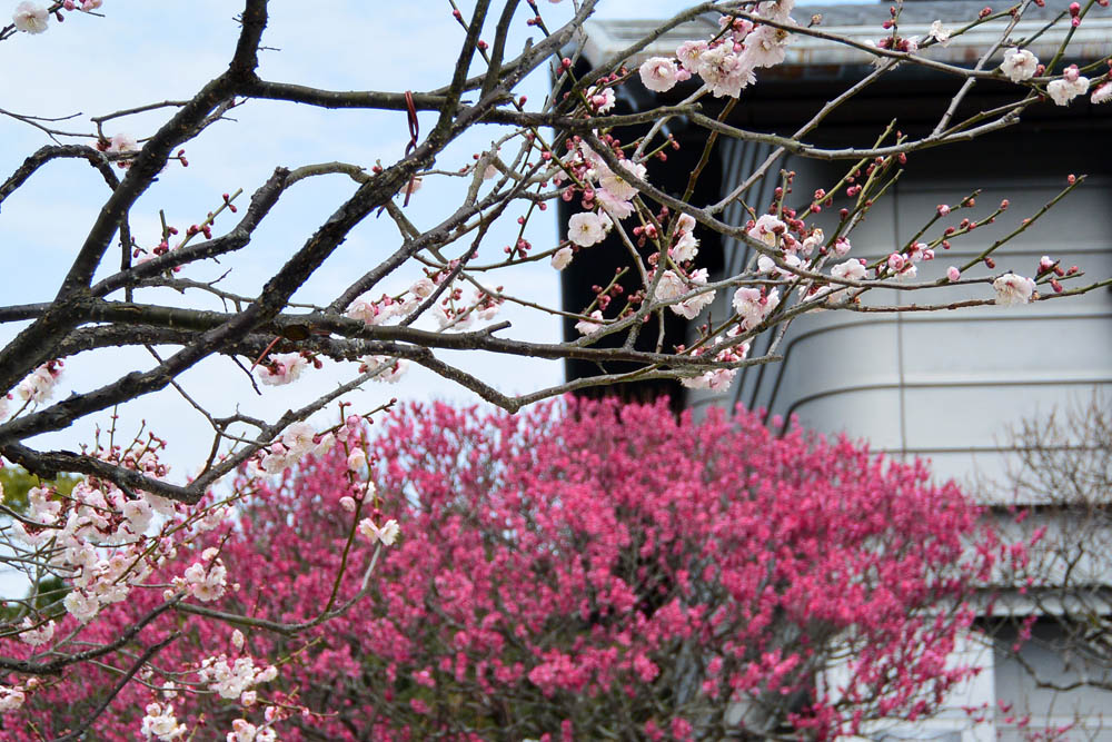 太宰府天満宮の梅 2015_f0306071_16253451.jpg