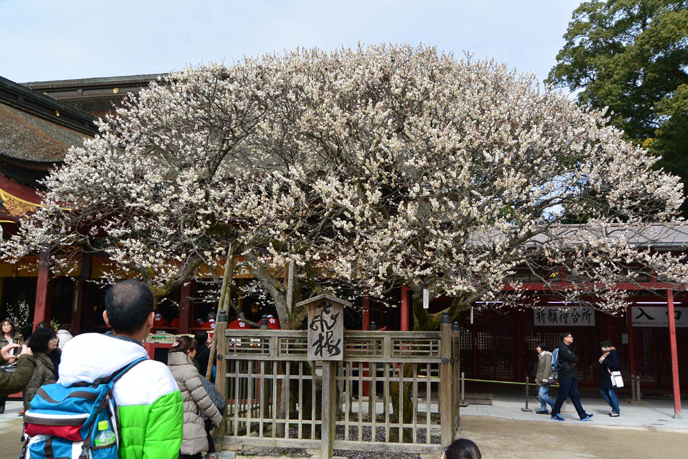 太宰府天満宮の梅 2015_f0306071_1636012.jpg