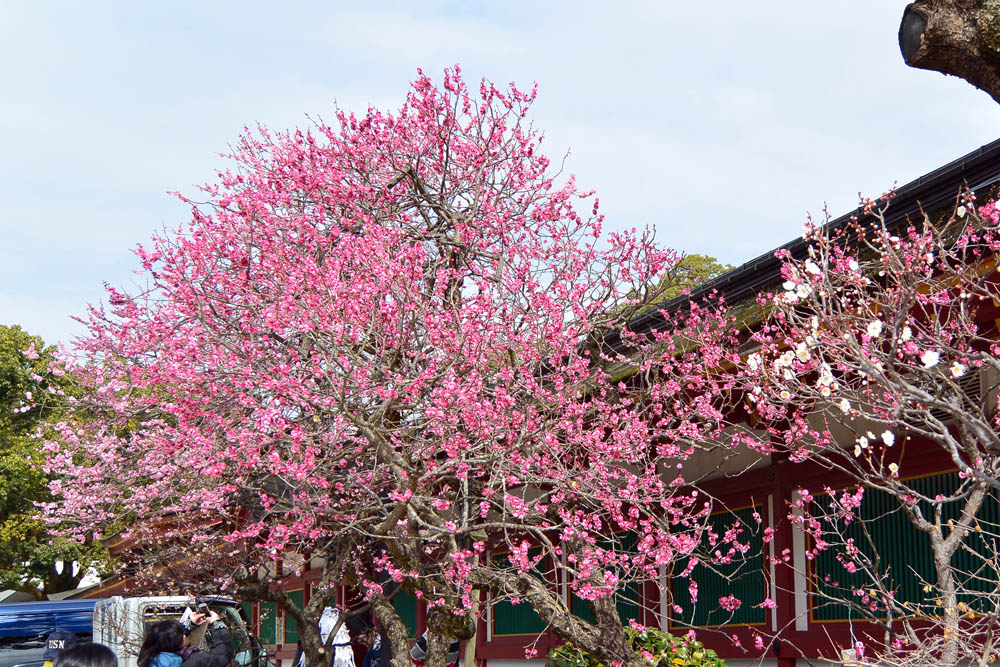 太宰府天満宮の梅 2015_f0306071_16473458.jpg