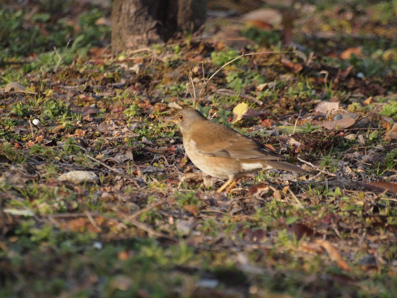 『梅林公園の紅と白・・・・・♪』_d0054276_2032461.jpg