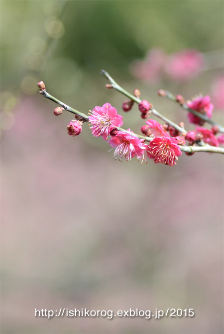 梅見に・岡山後楽園_a0223379_0125844.jpg