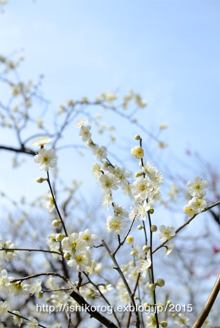 梅見に・岡山後楽園_a0223379_0483355.jpg