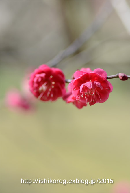 梅見に・岡山後楽園-2_a0223379_2338497.jpg