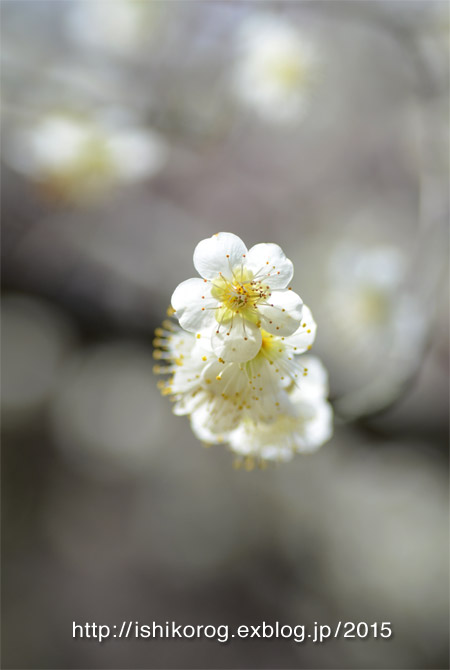 梅見に・岡山後楽園-2_a0223379_23391925.jpg