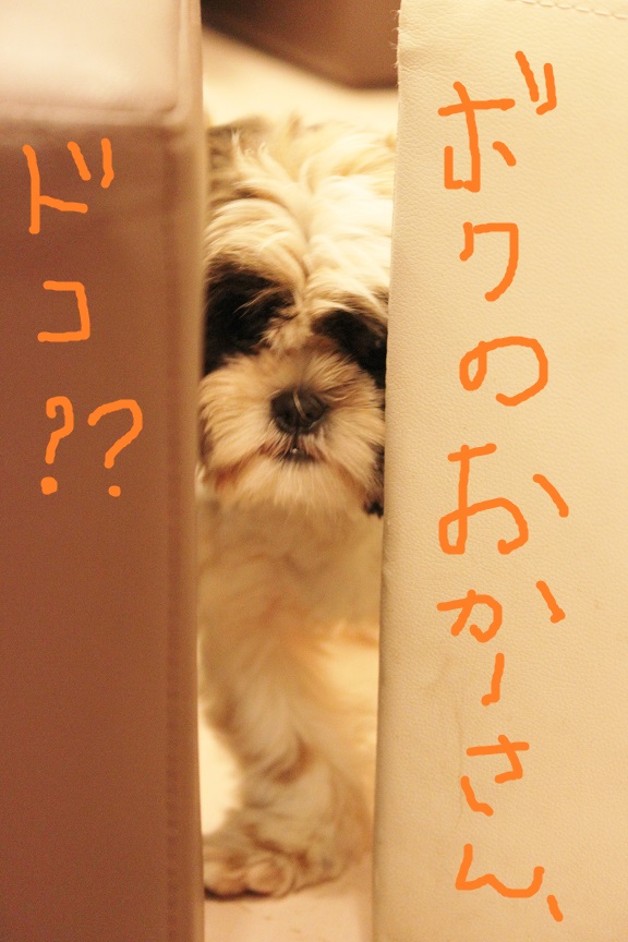 シーズーの子犬さん里親募集です♡ → 決定しました♡_c0245679_22481145.jpg